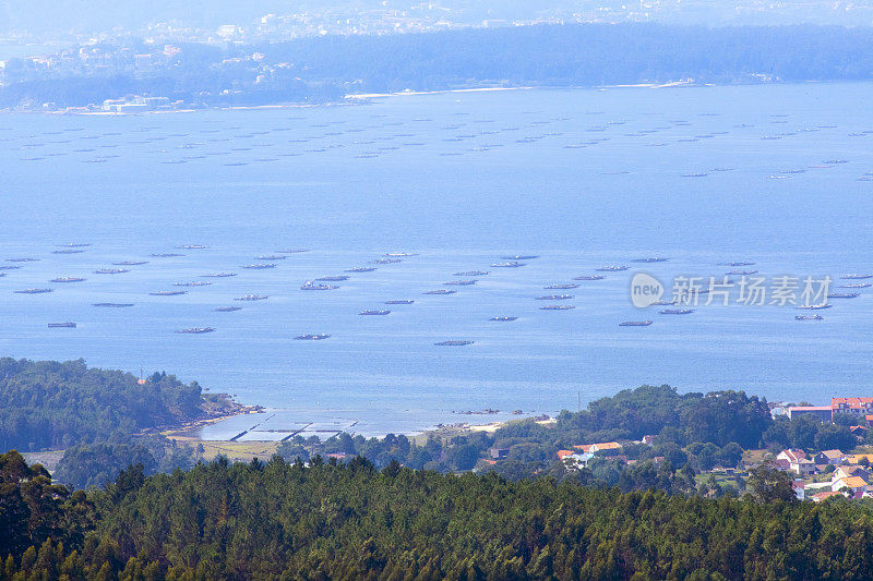 西班牙加利西亚的ria de Arousa bateas。